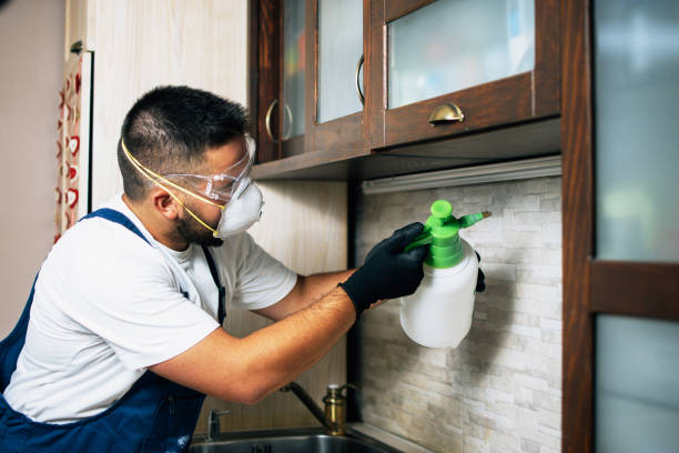 Best Rat Extermination Near Me  in Trabuco Nyon, CA