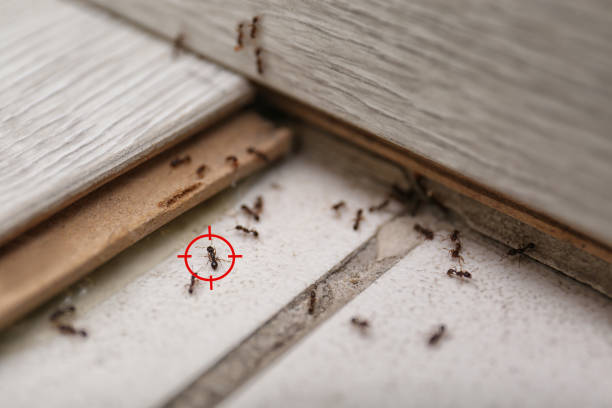 Best Exterminator Services  in Trabuco Nyon, CA