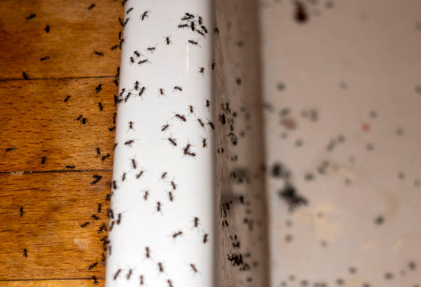 Best Pest Prevention Services  in Trabuco Nyon, CA