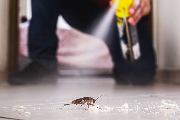 Best Termite Control Services  in Trabuco Nyon, CA