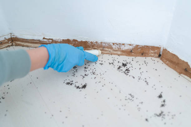 Best Flea Control Services  in Trabuco Nyon, CA